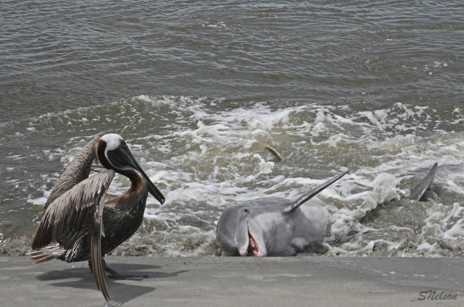 dolphin3